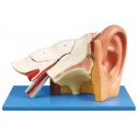HUMAN EAR (JUMBO SIZE)